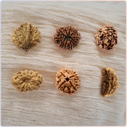 Rudraksha Bead – Divine Protection & Inner Peace